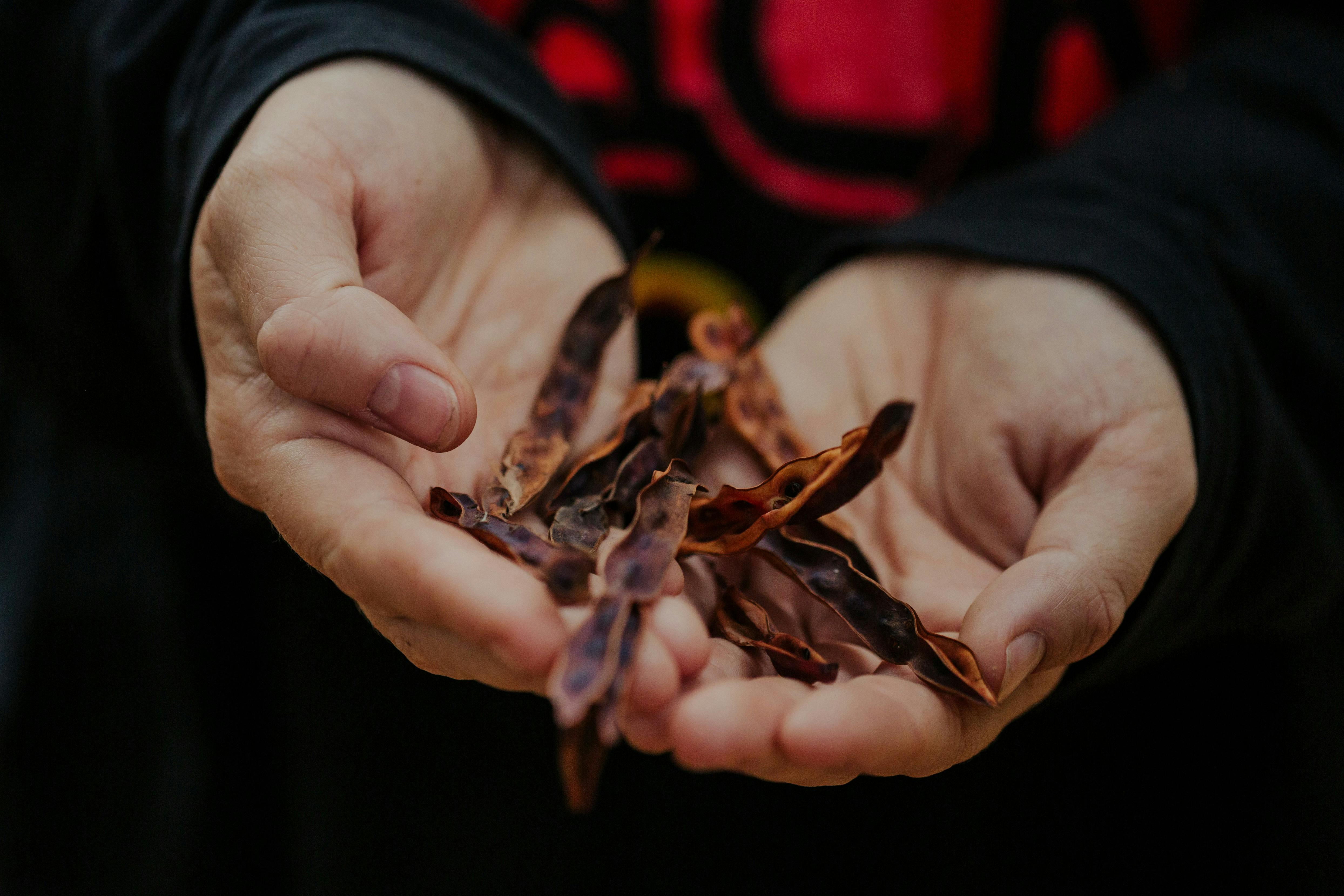 Wattle seed - bush foods