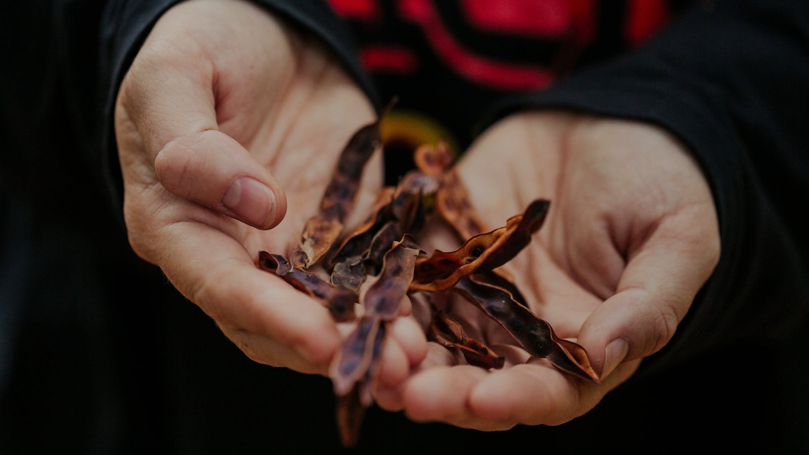 Wattle seed - bush foods