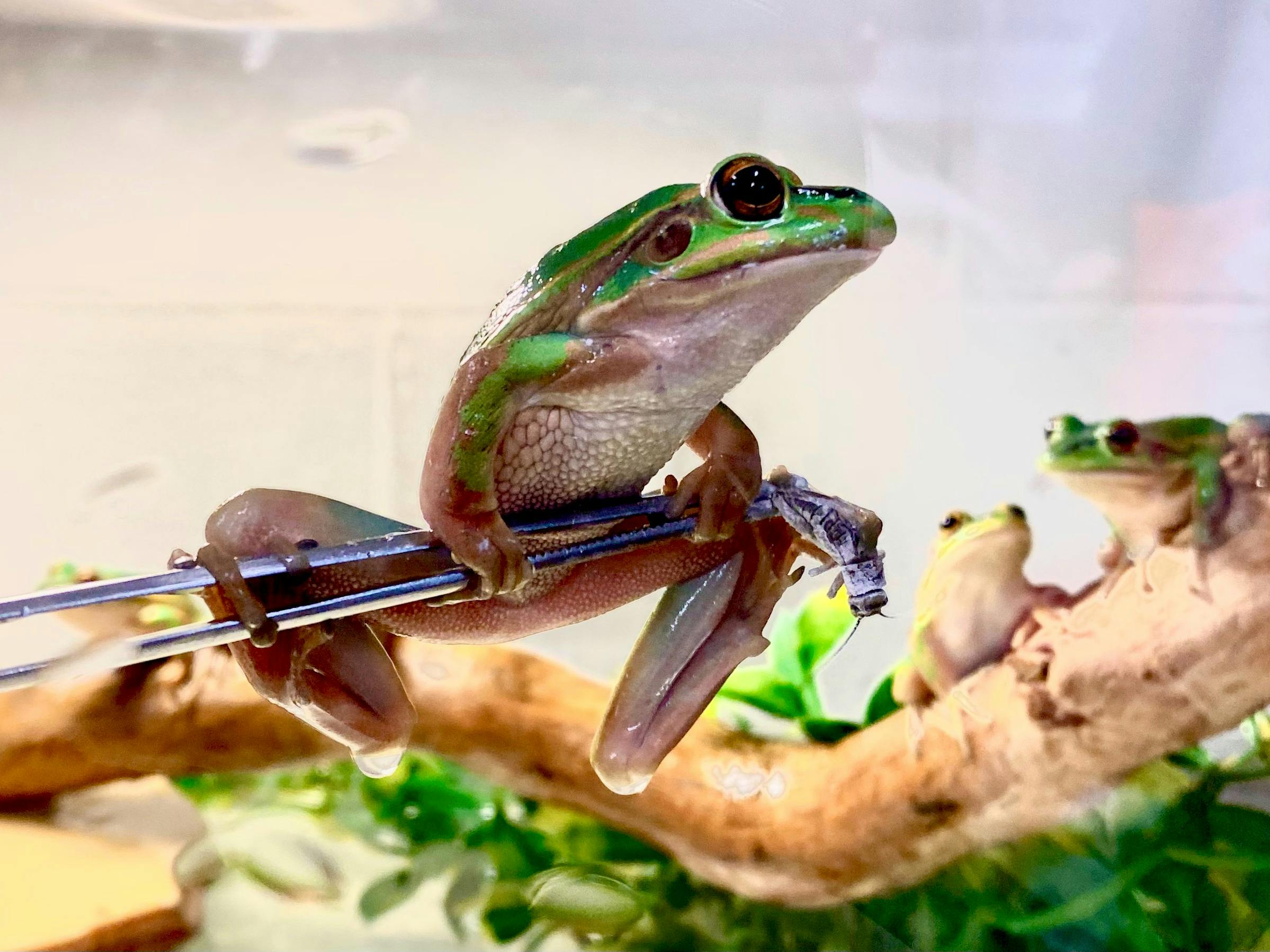 GG Frog