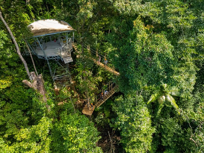 Treetops Adventure Cape Tribulation | Cairns & Great Barrier Reef