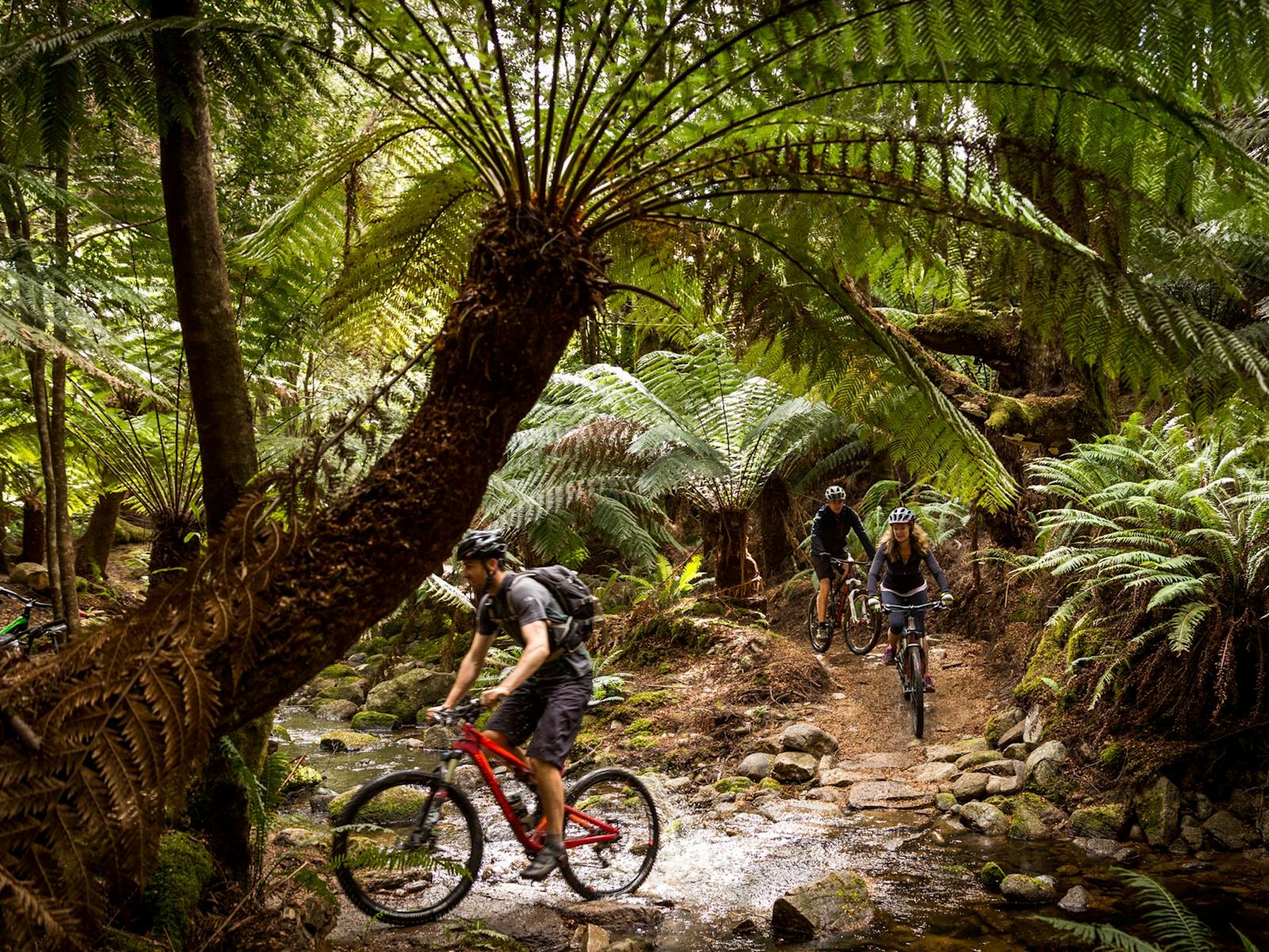 Riding the Blue Tier trail