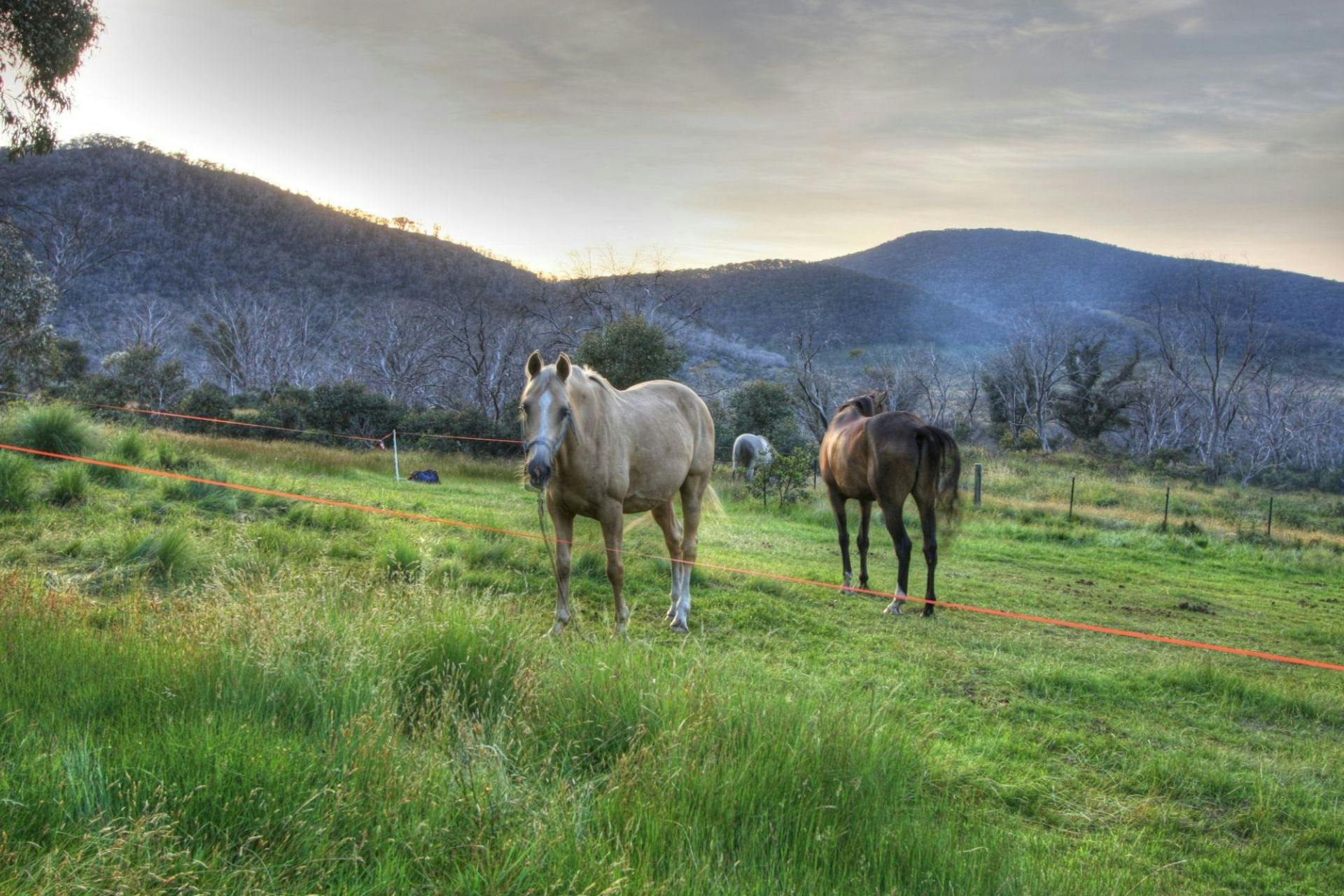Snowy Horses