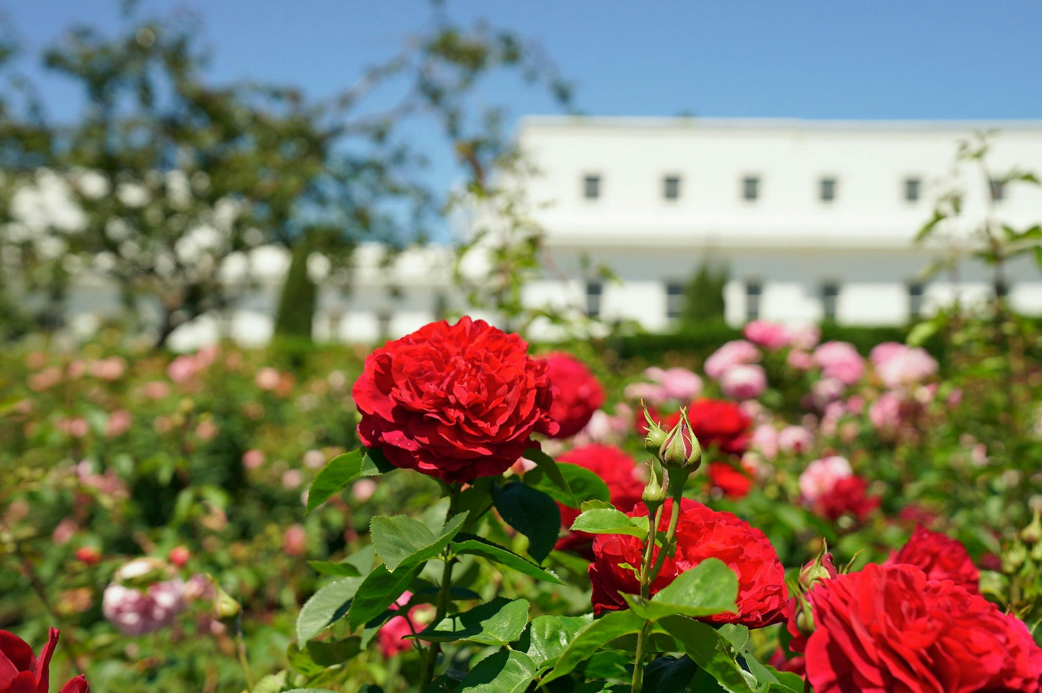 Red roses in a garden