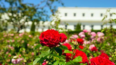 Red roses in a garden