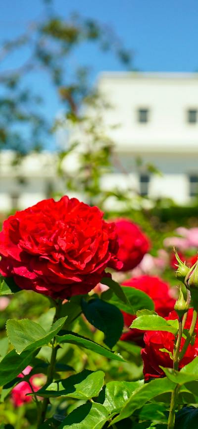 Red roses in a garden