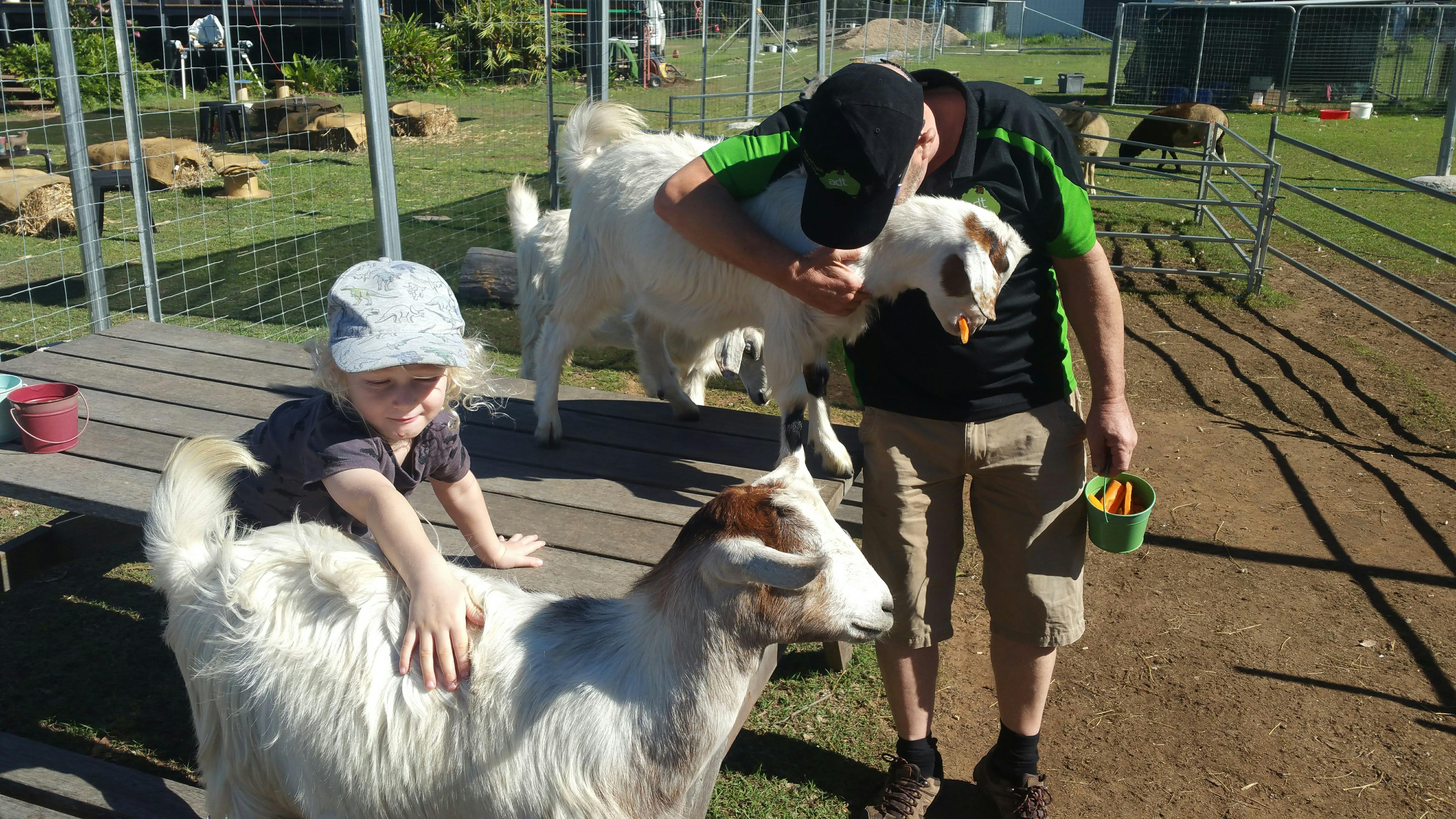 Goats at Hobby Farm