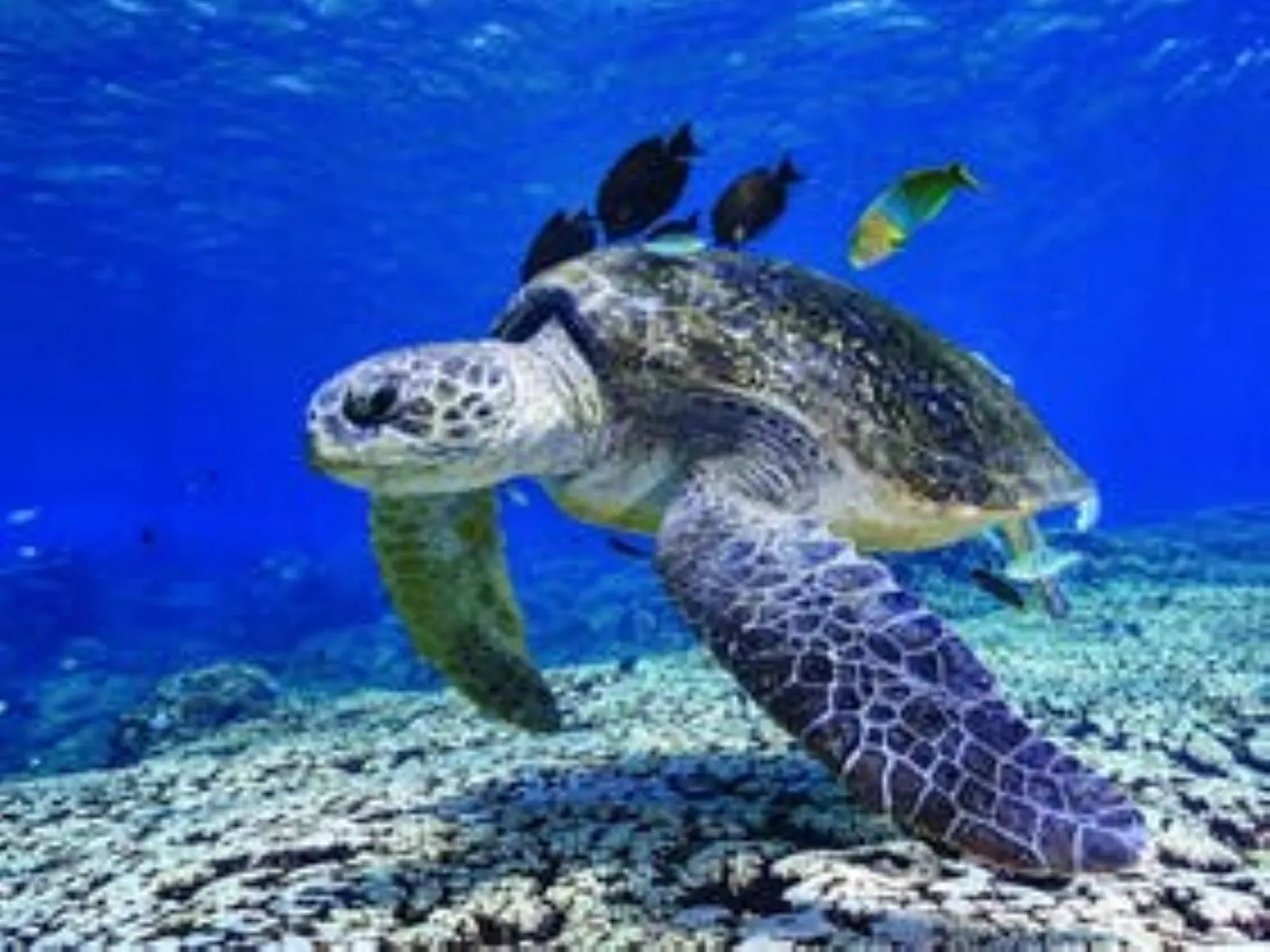 A turtle and its entourage checking out its visitors at Flinders Reef