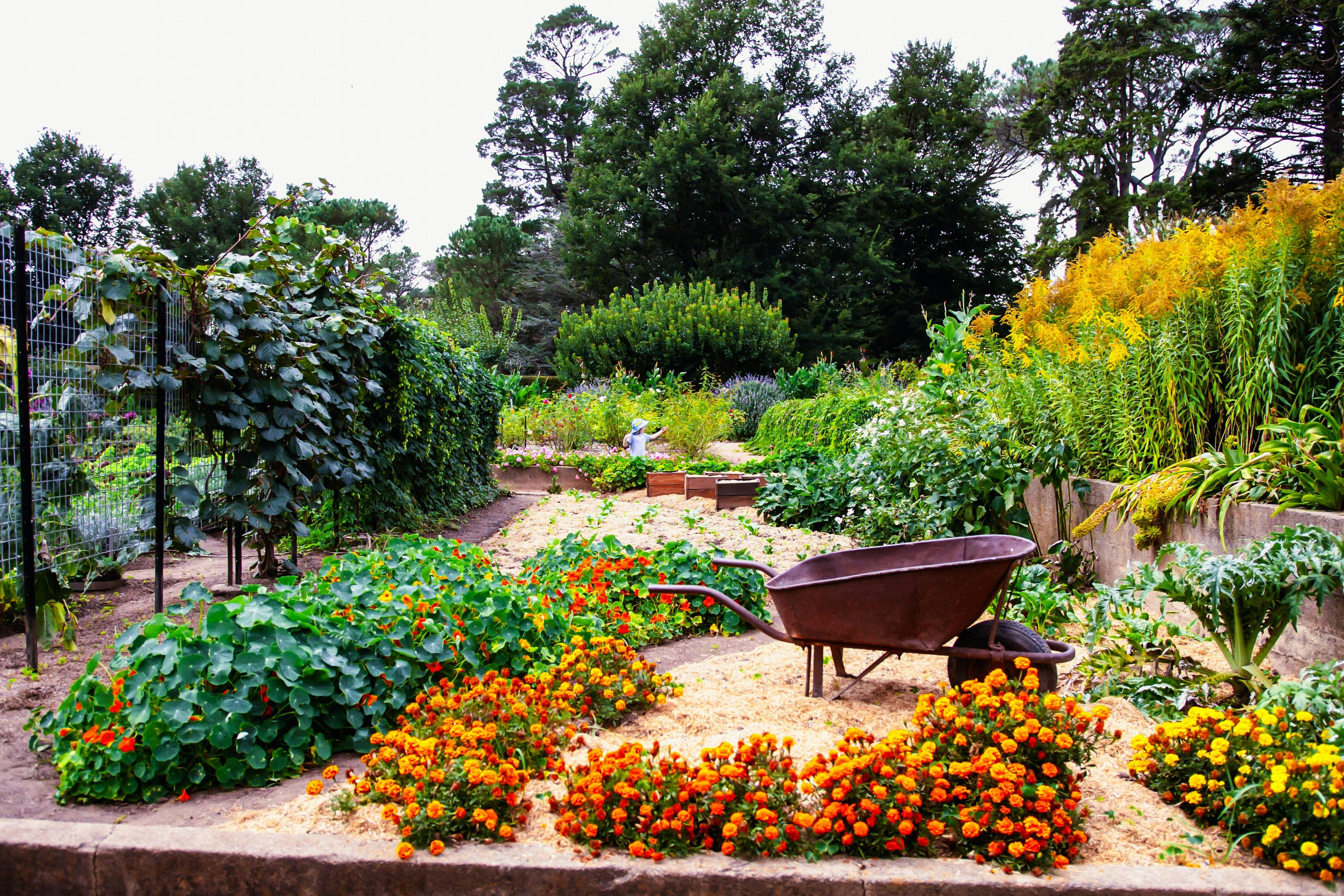 Lanyon Homestead gardens