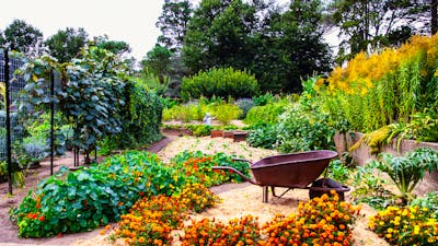 Lanyon Homestead gardens