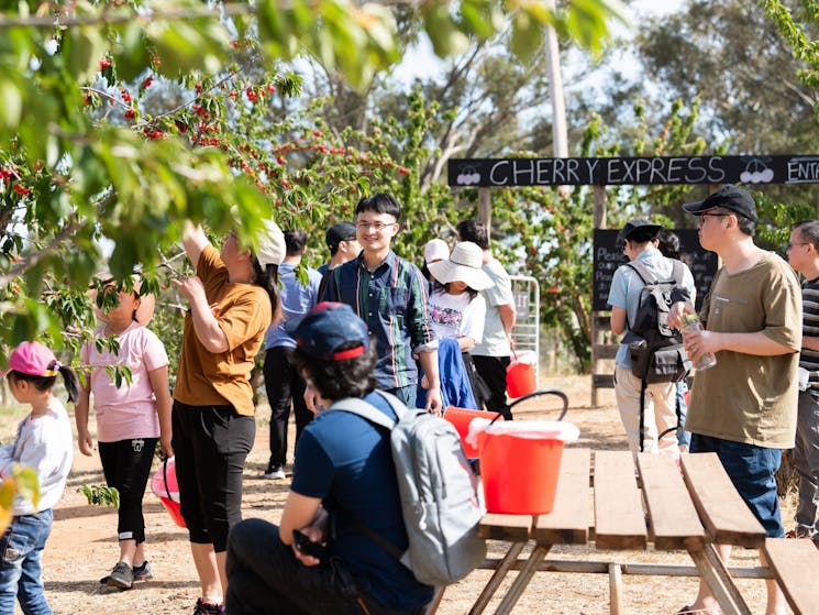 Young children and adults with buckets hand picking cherries