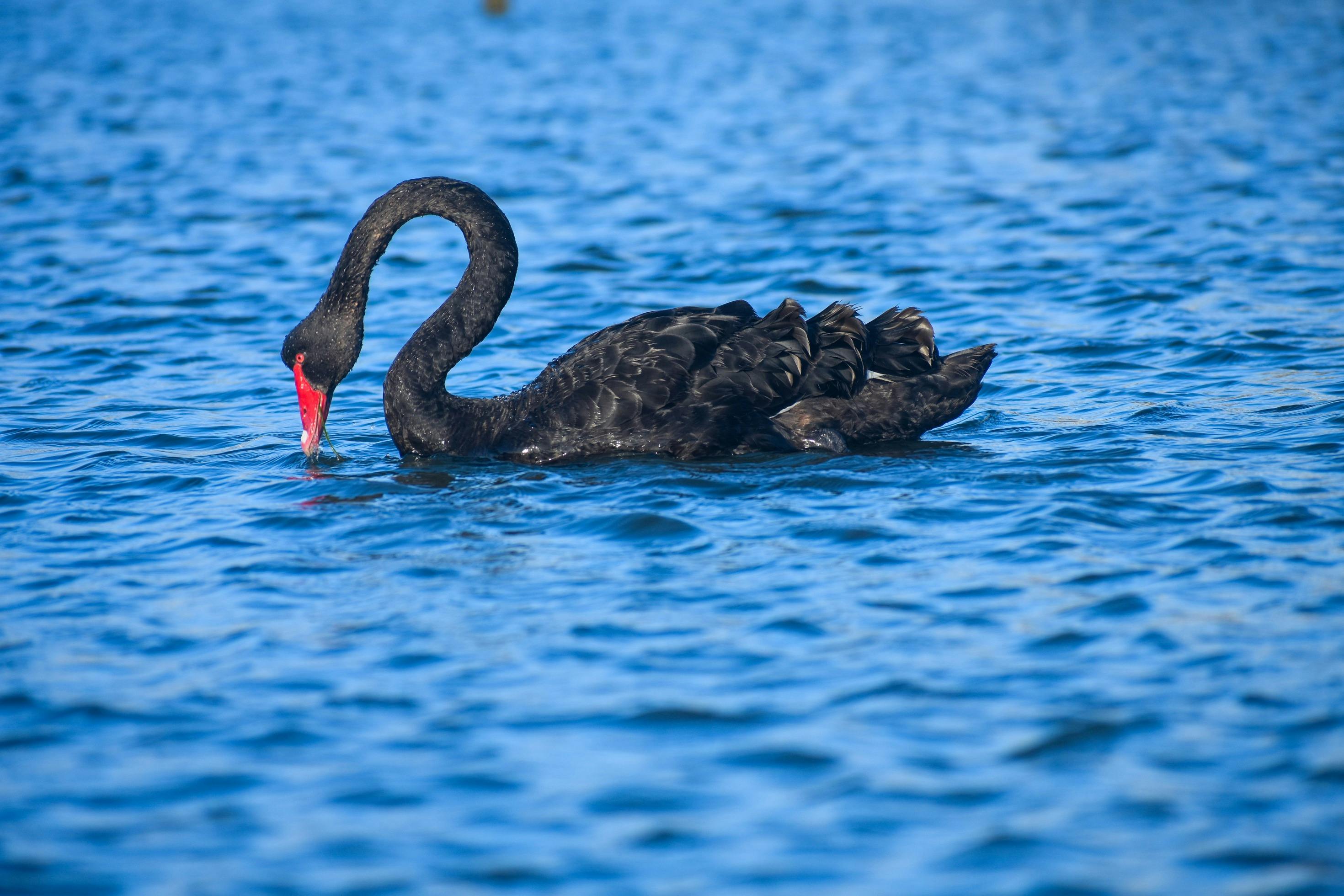 See local wildlife - Australian Black Swan
