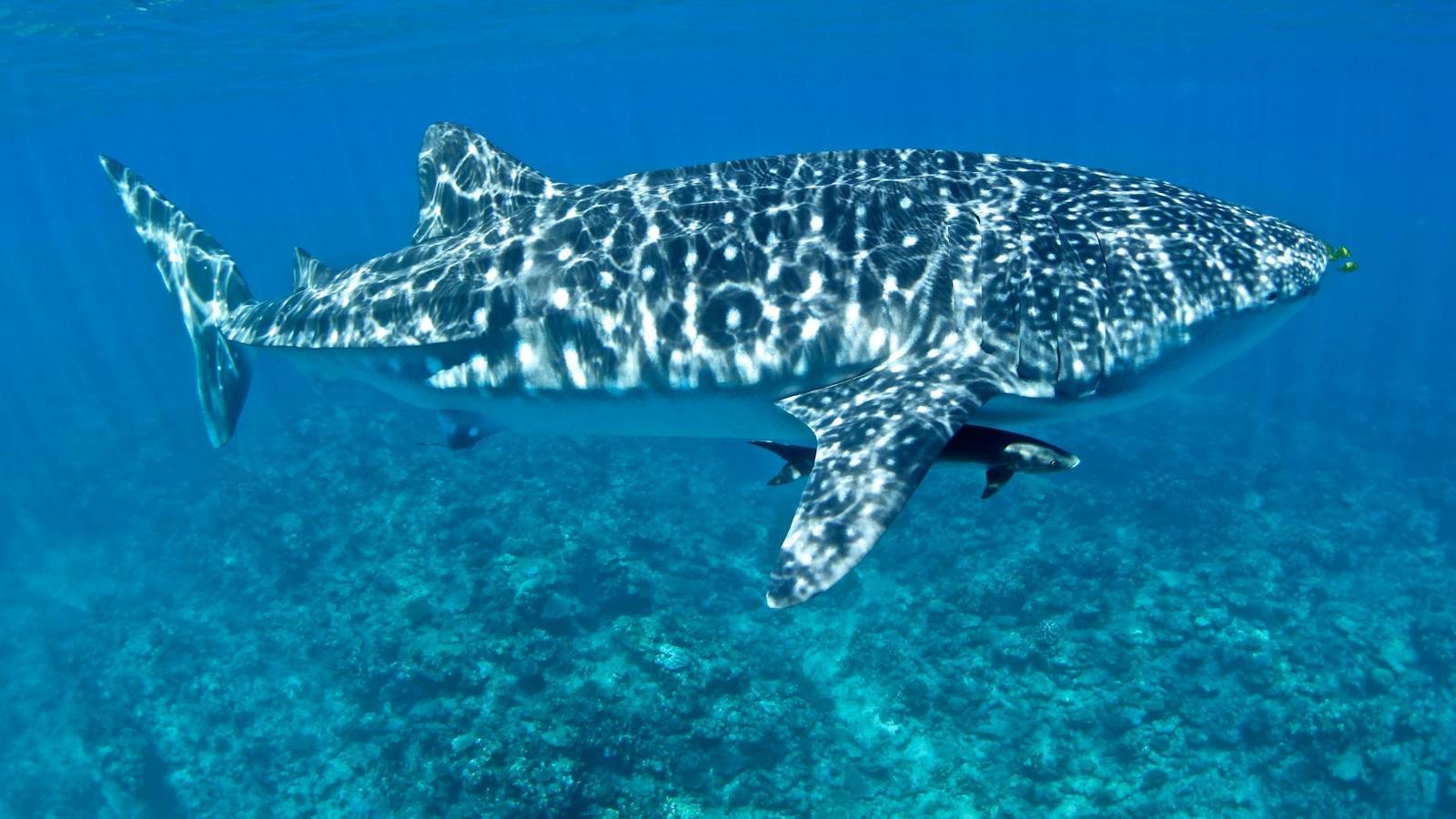 Three Islands Whale Shark Dive, Exmouth, Western Australia