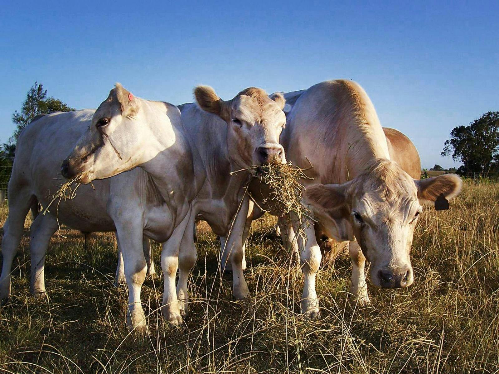 cows eating hay at Essentially Barrington Farmgate Tours