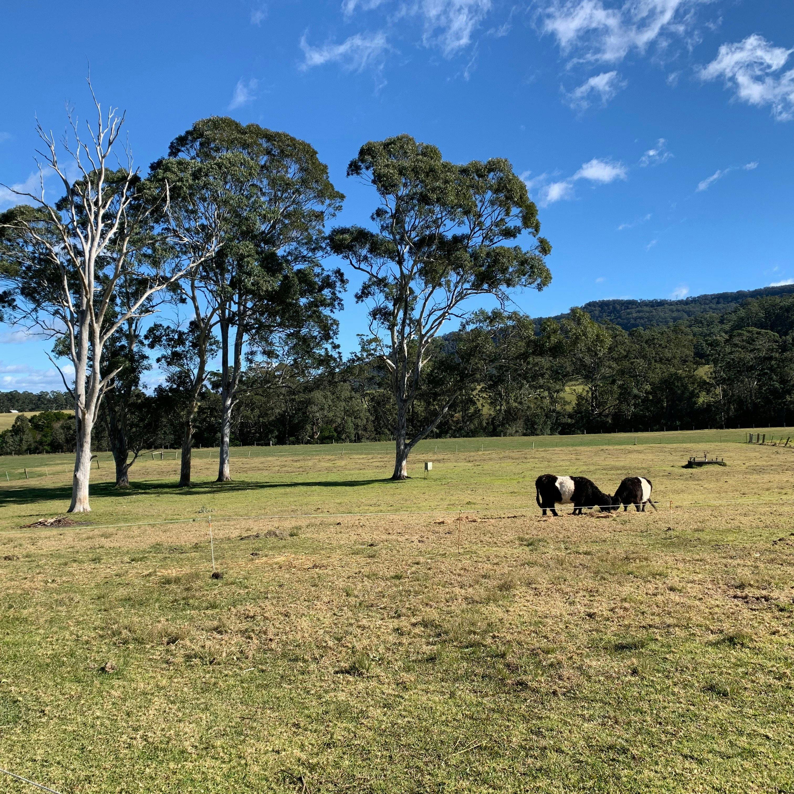 Pastureland with a view of the surrounding mountains.