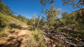 Zamia Walk, Mount Archer National Park