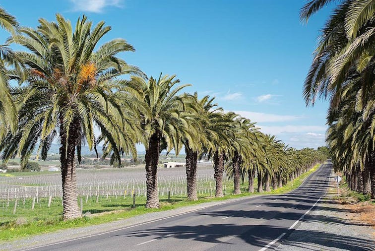 Avenue of Palms