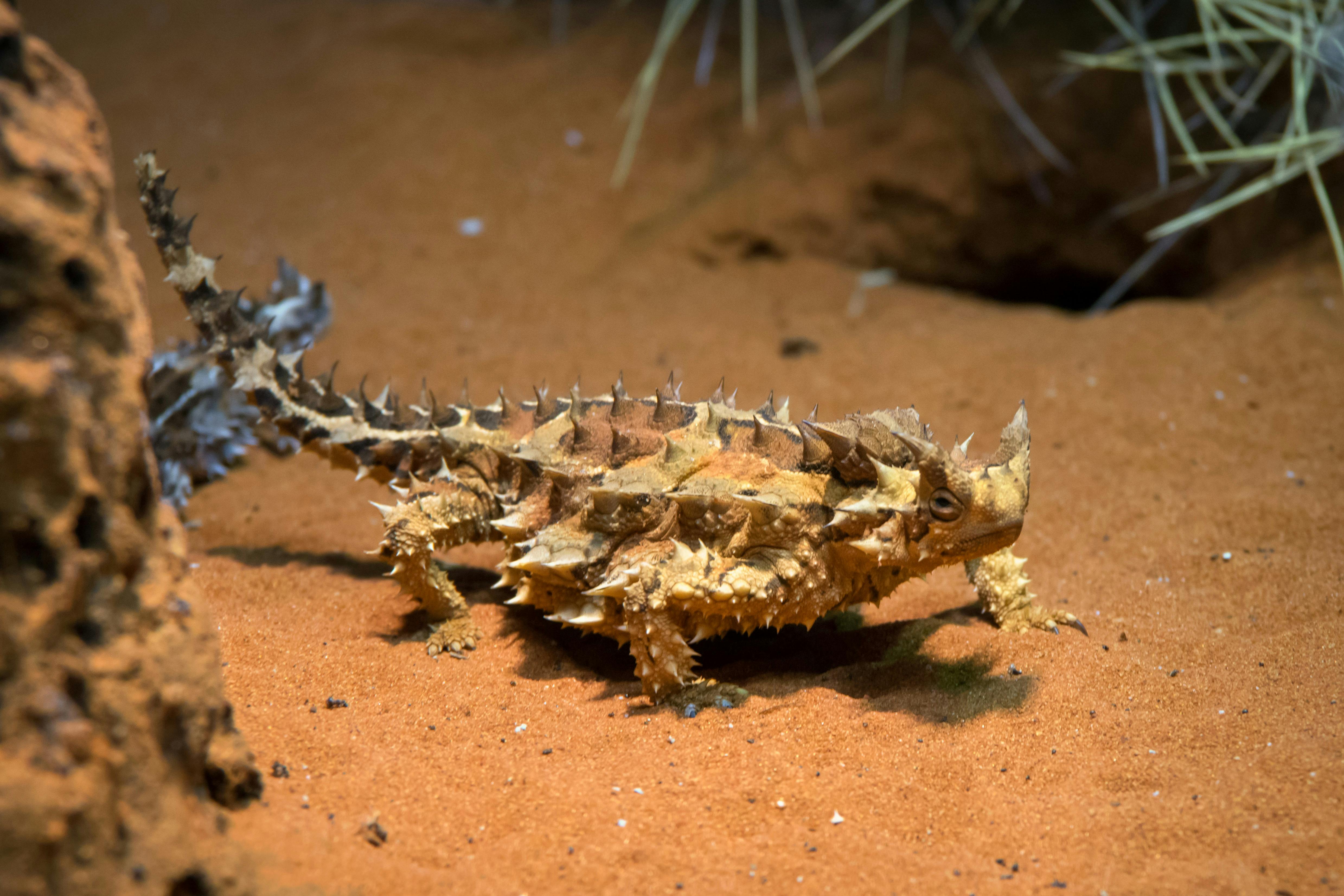 Small reptile with thorns all over it's body
