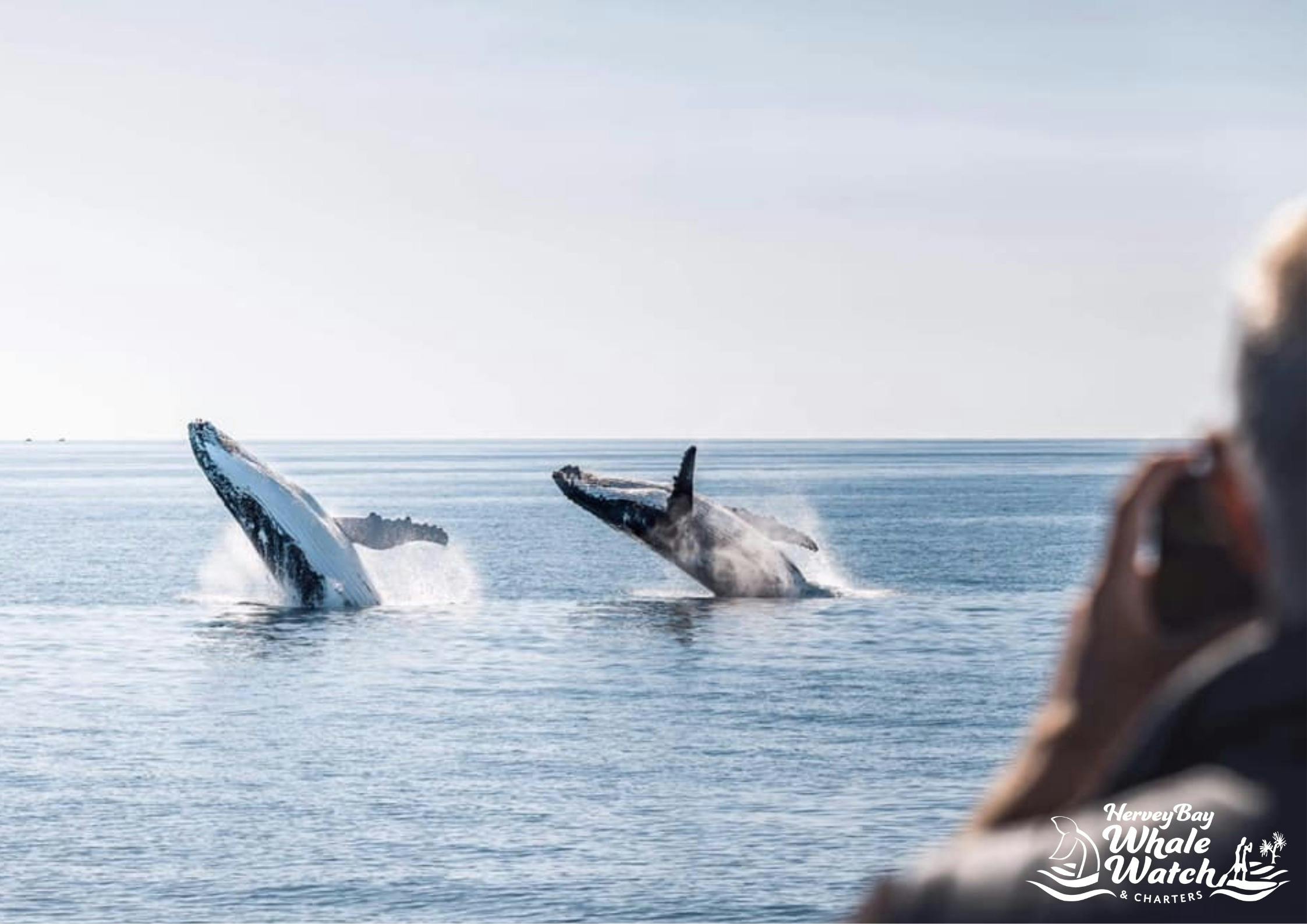 Whales & Heli Flight
