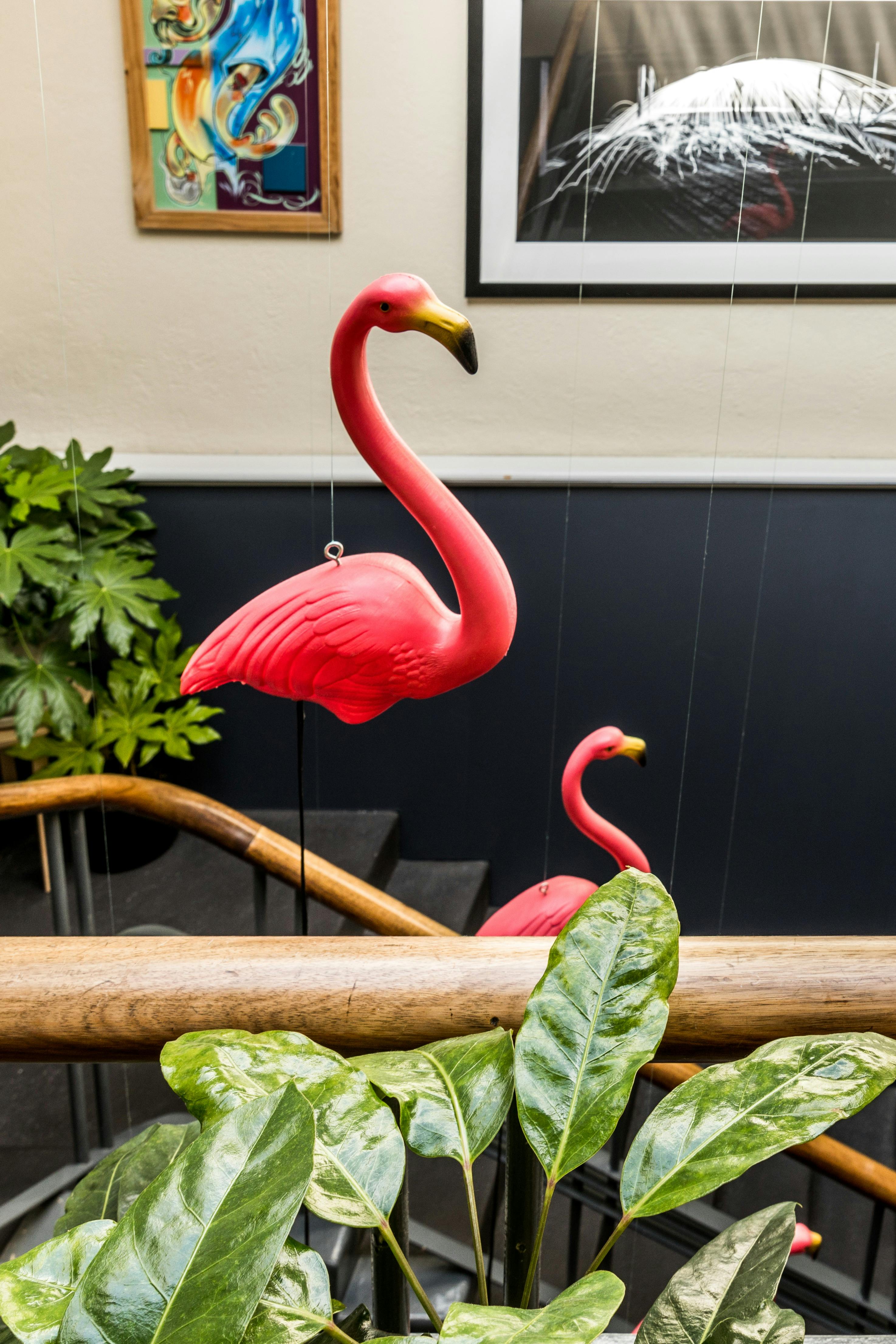 Follow the flamingos