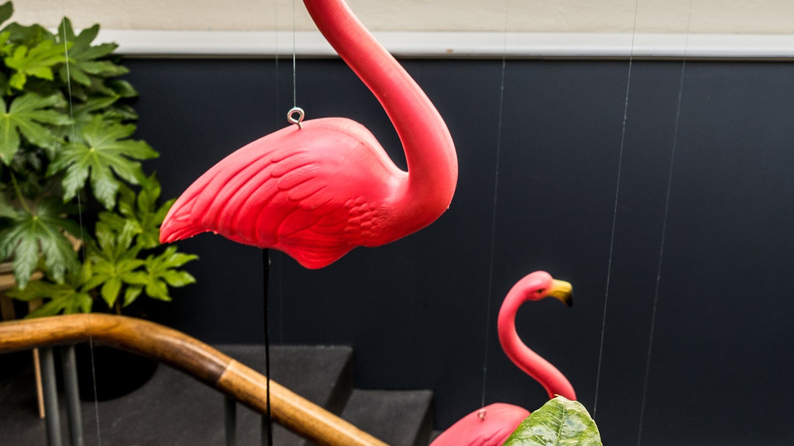 Follow the flamingos