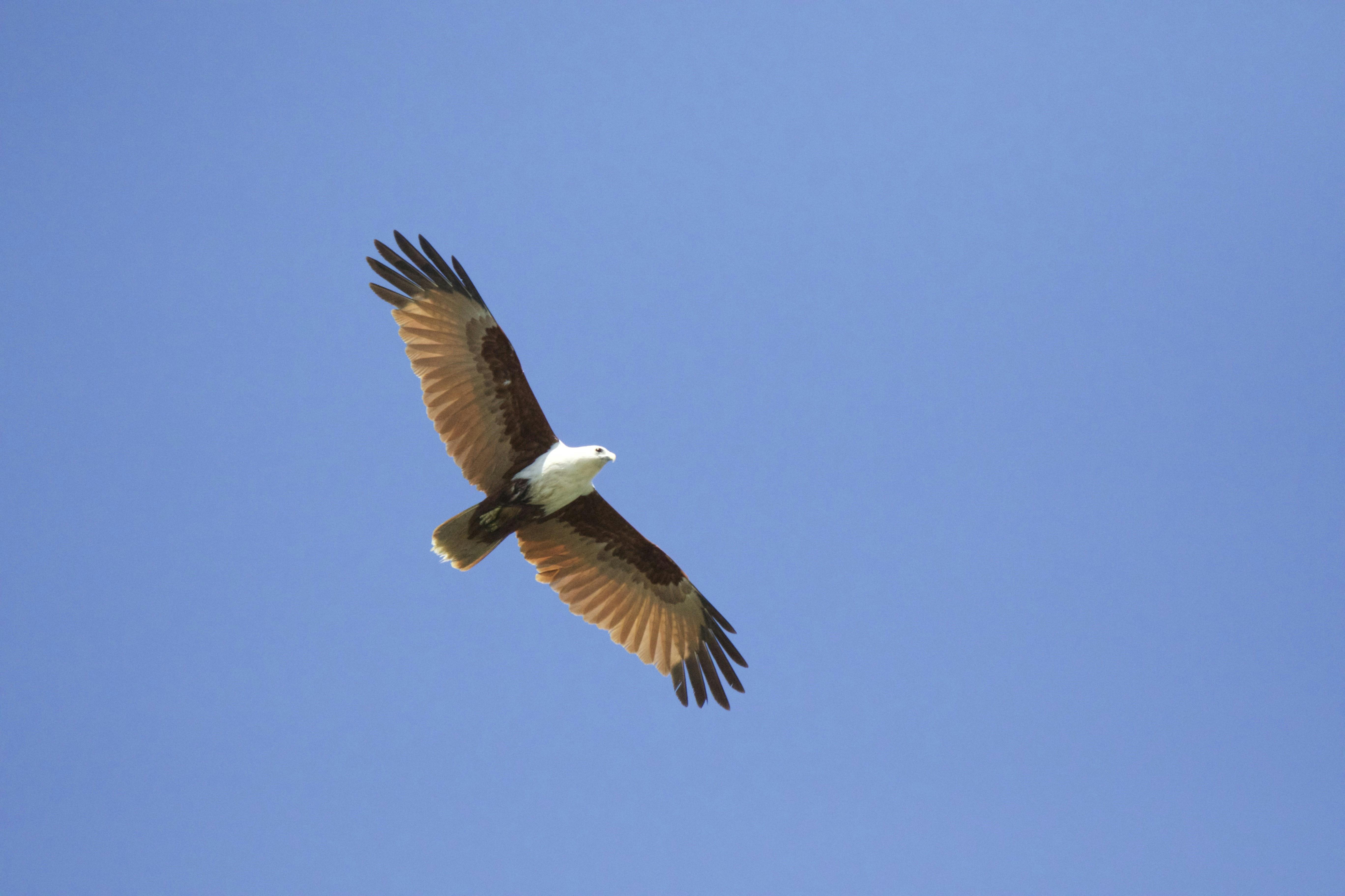Choose Your Own Birdwatching Adventure