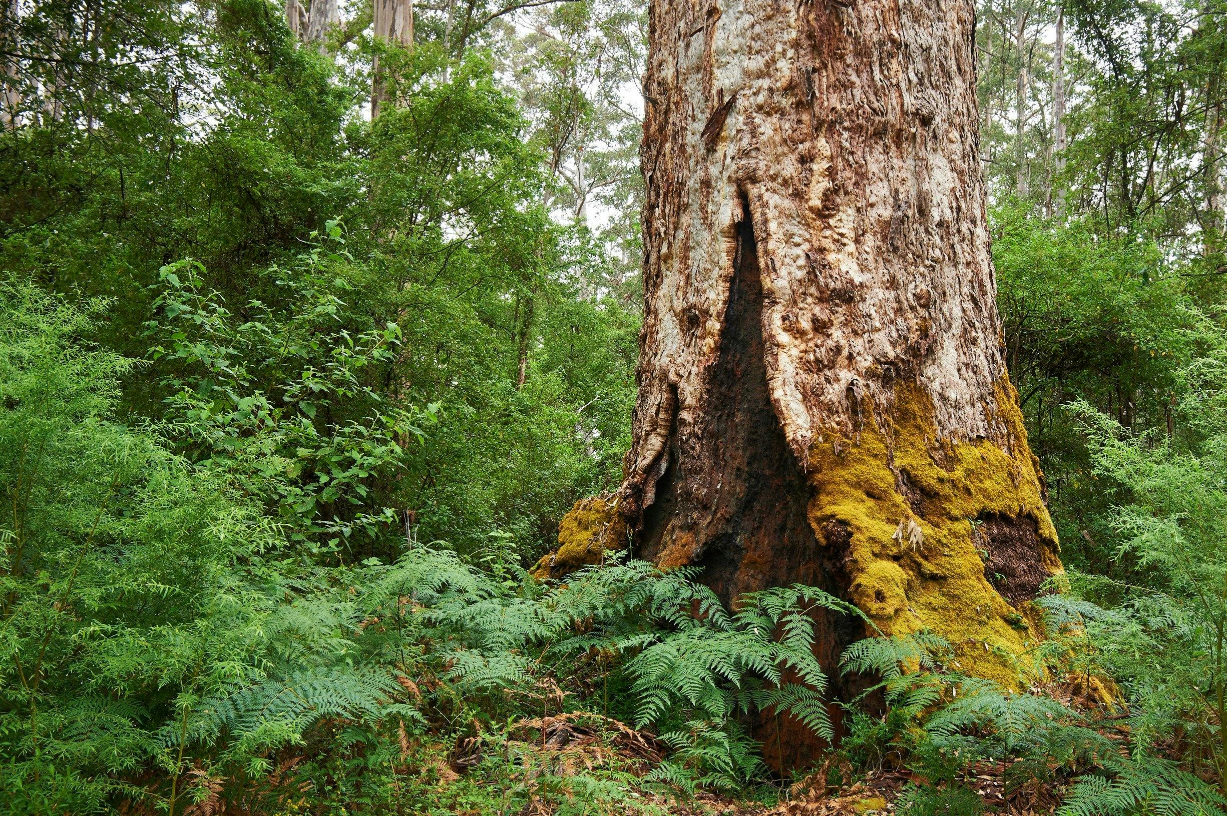 Pemberton, Western Australia