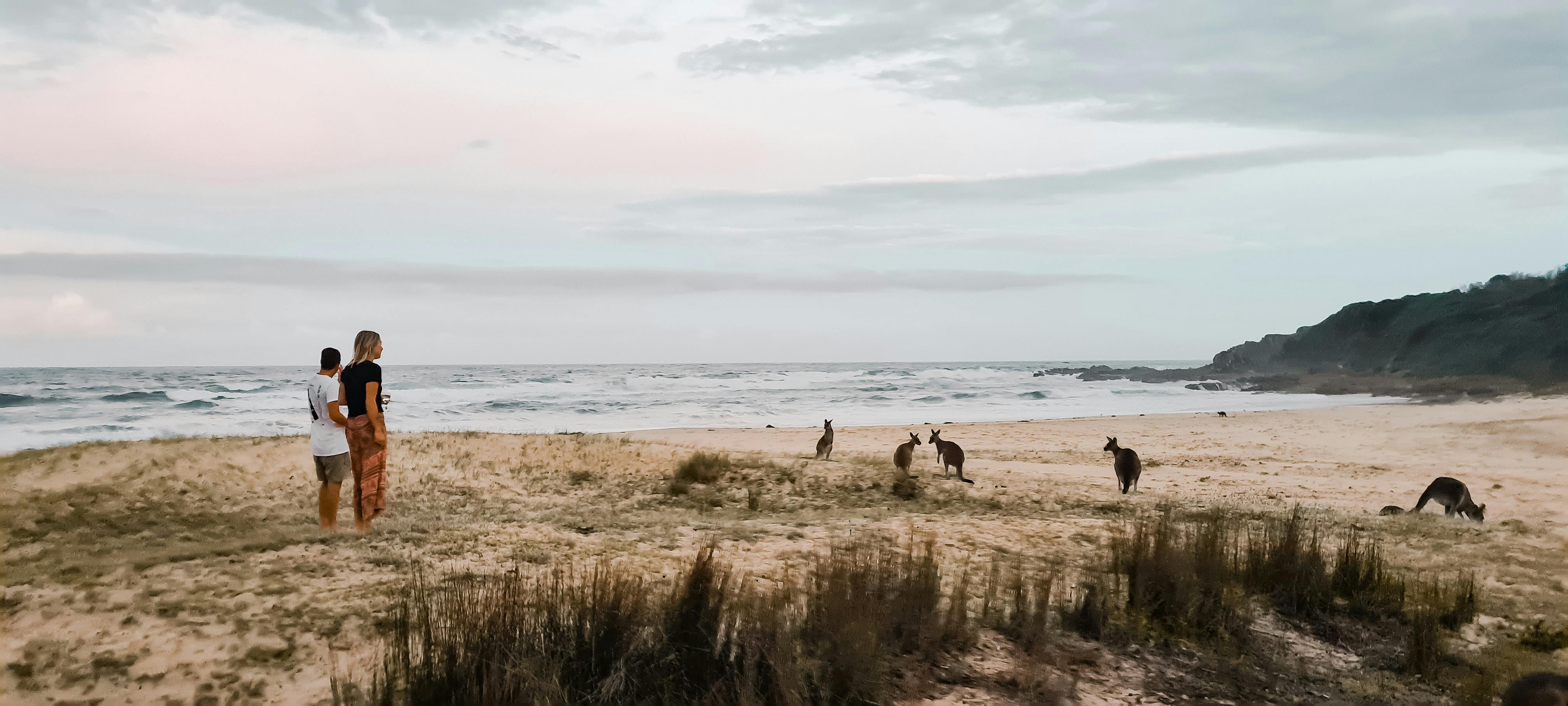 Kangaroos Beachcomber main beach