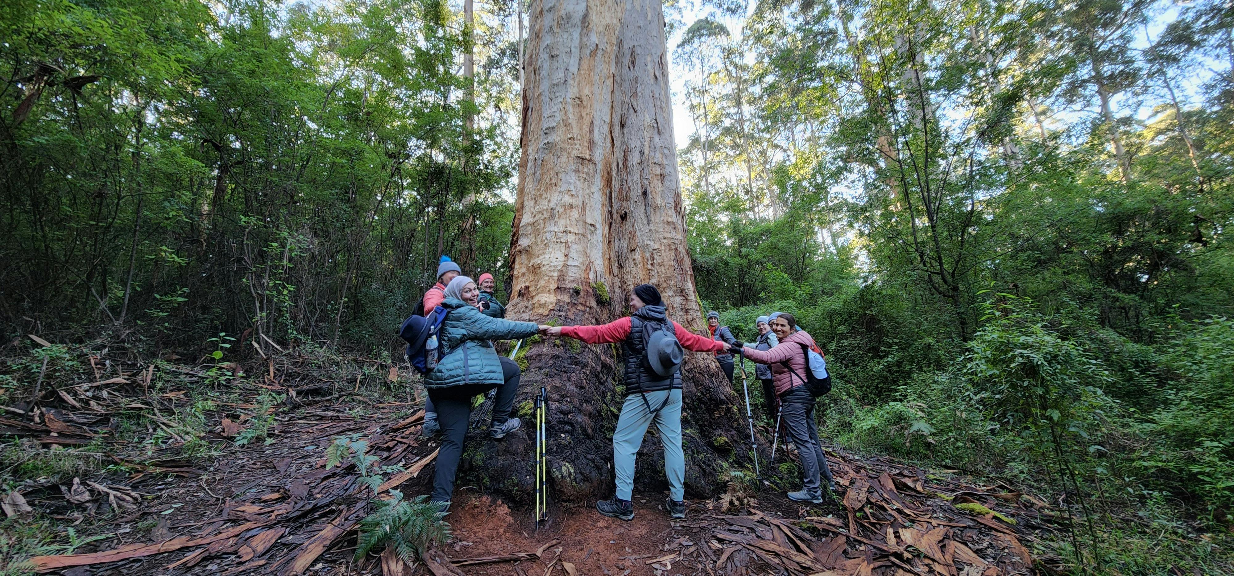 Hiking group linking hands around large tree trunk in the forest