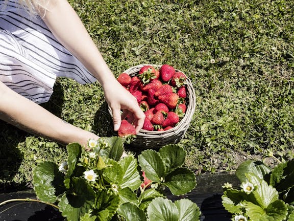 Berry World