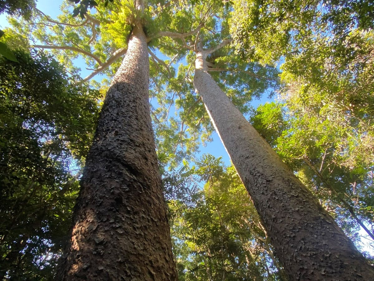 Two tall kauri trees Two tall kauri trees