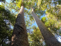 Two tall kauri trees