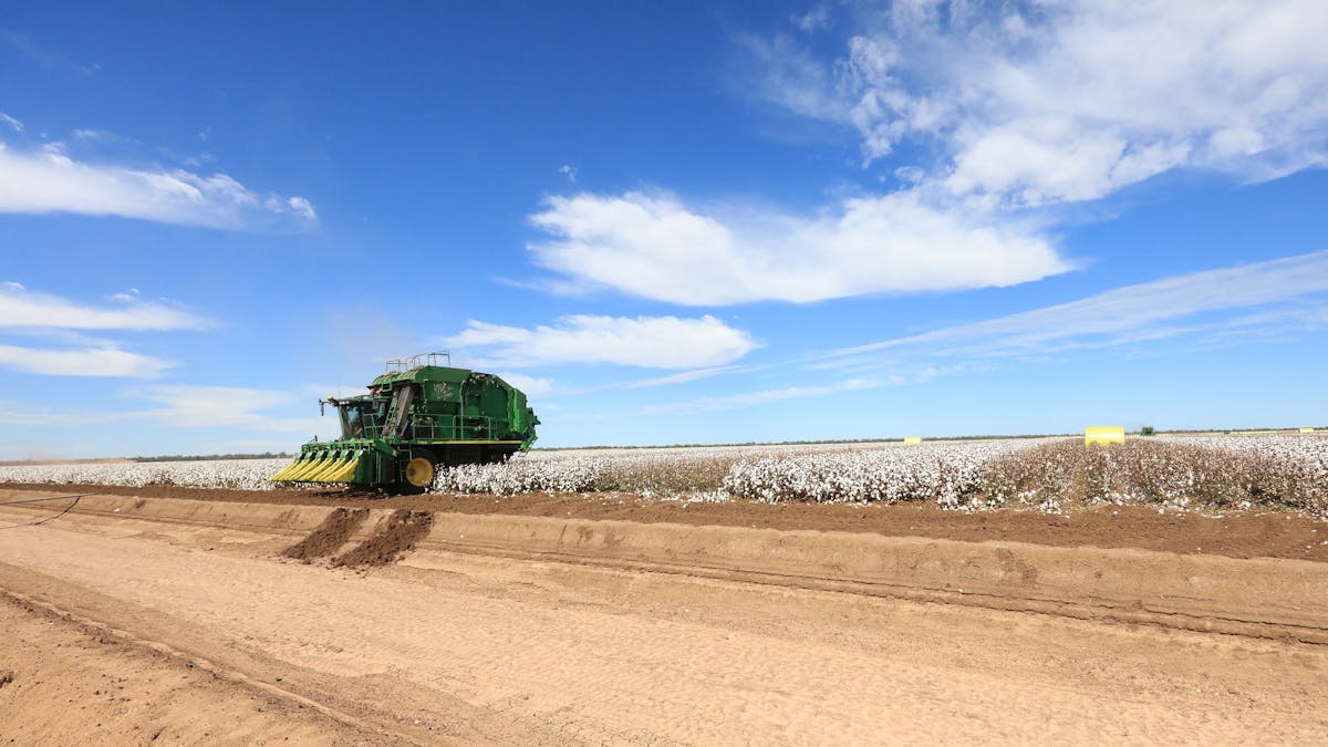 Cotton harvesting