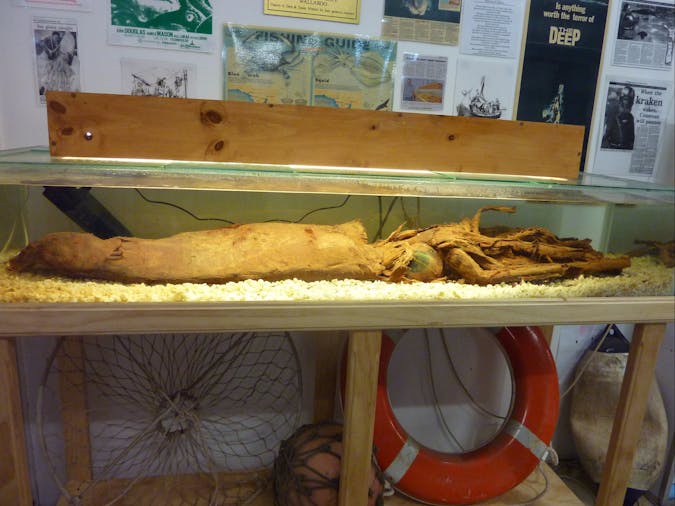 George The Giant Squid Display Wallaroo