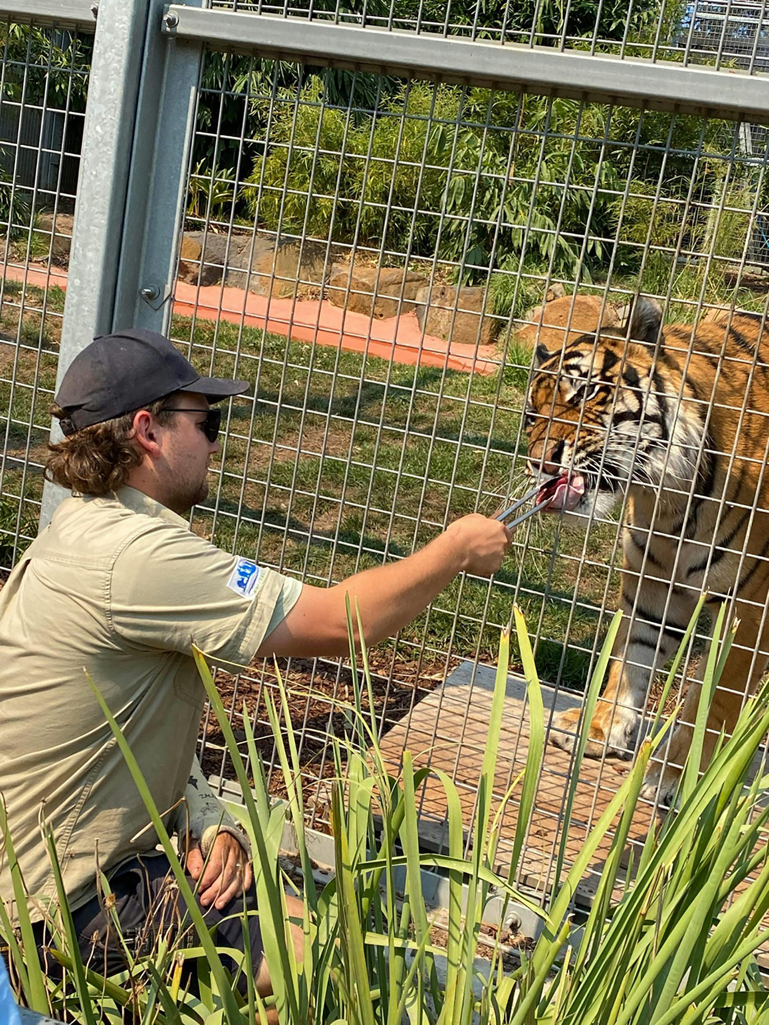 Keeper feeding a tiger