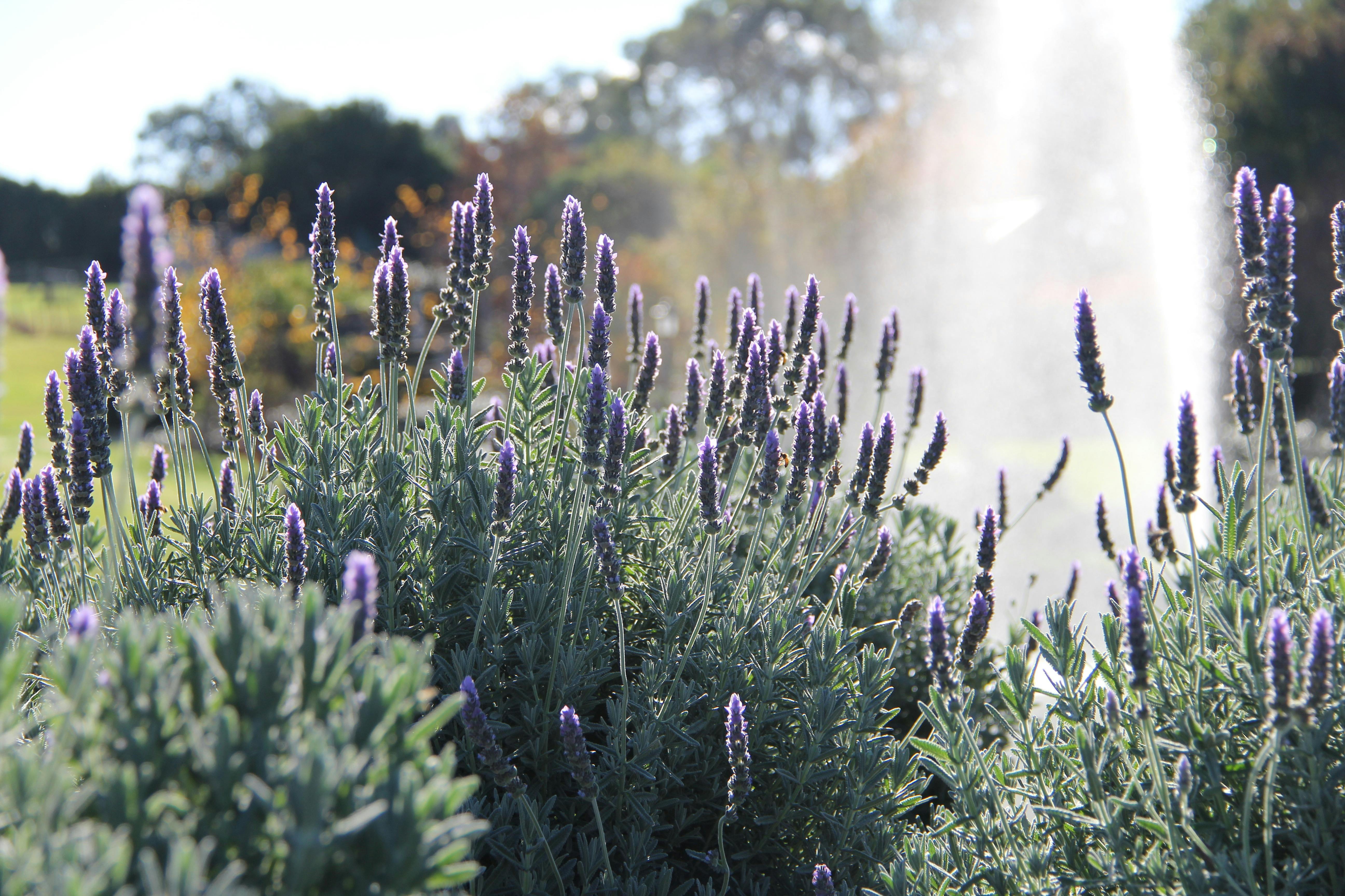 The Bath House Garden