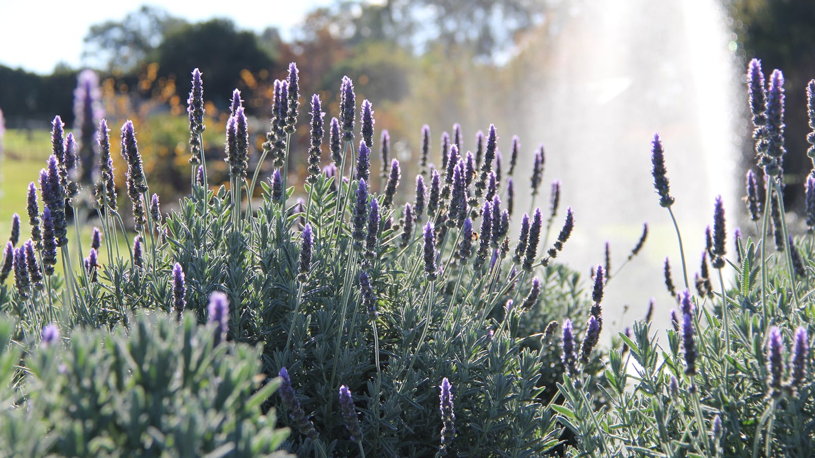 The Bath House Garden