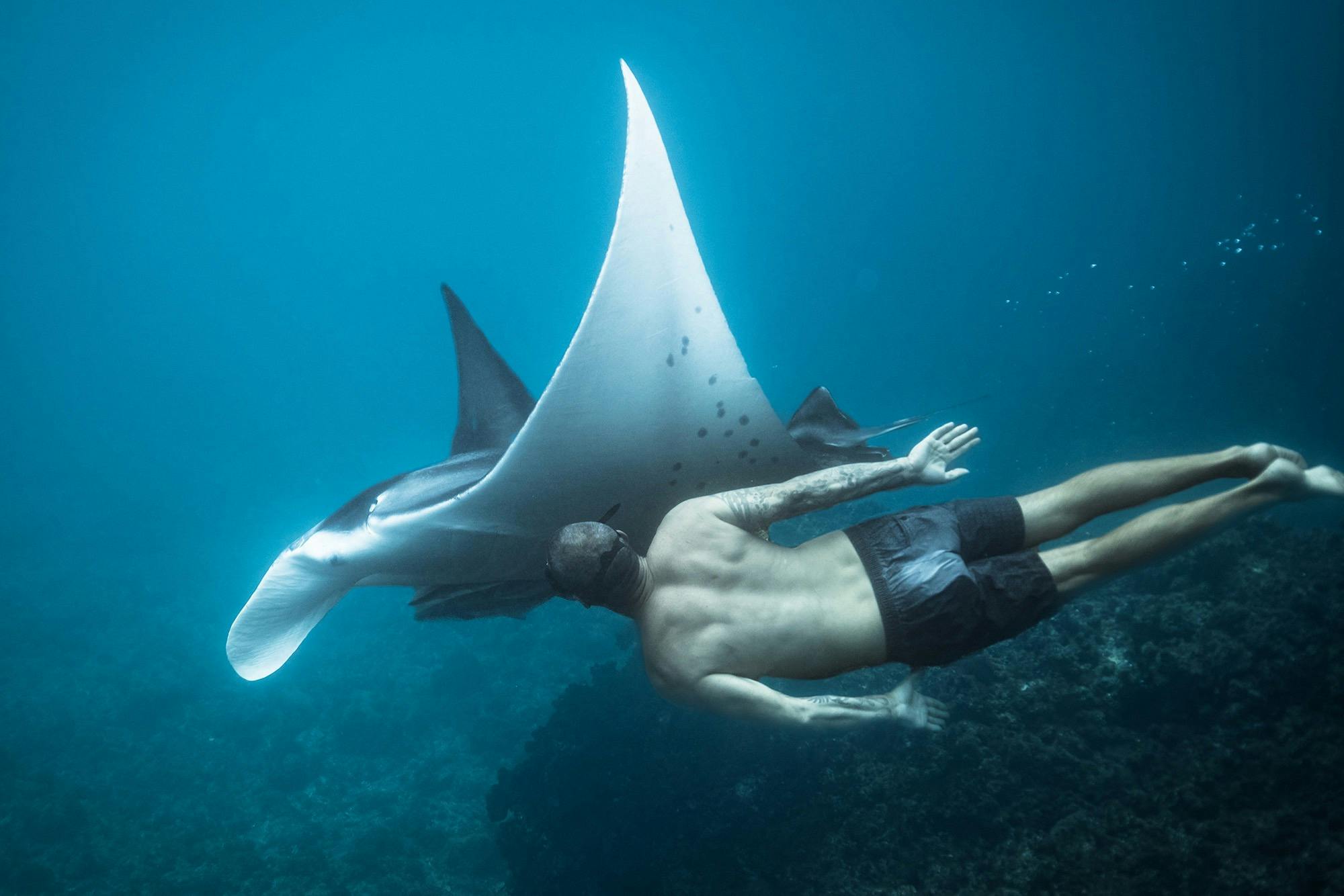 Freediver with a manta ray