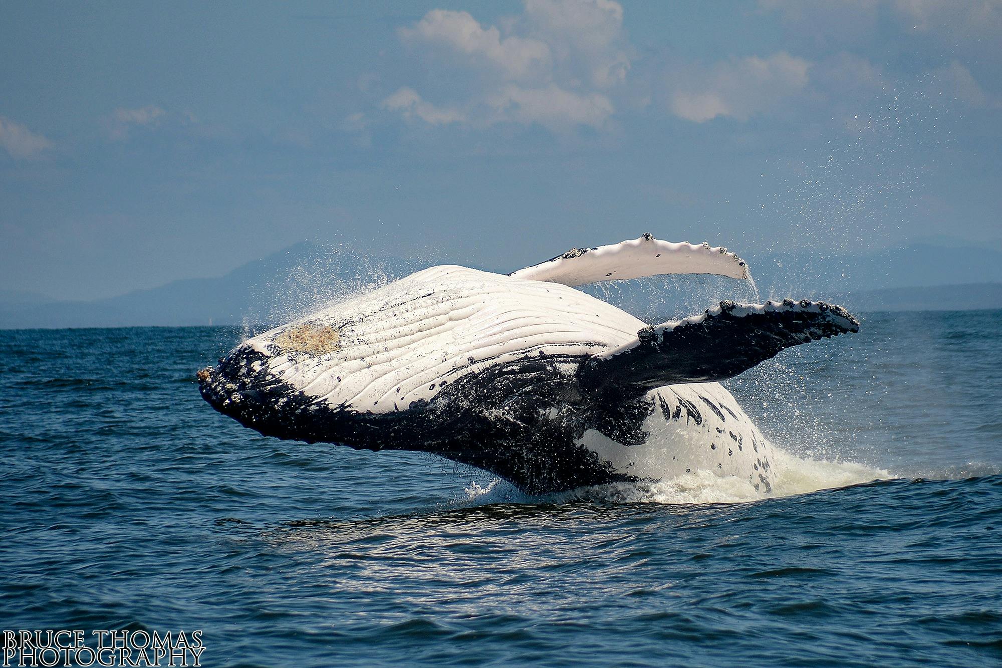 Whale about to land back in the water after jumping out - it's white belly facing the sky