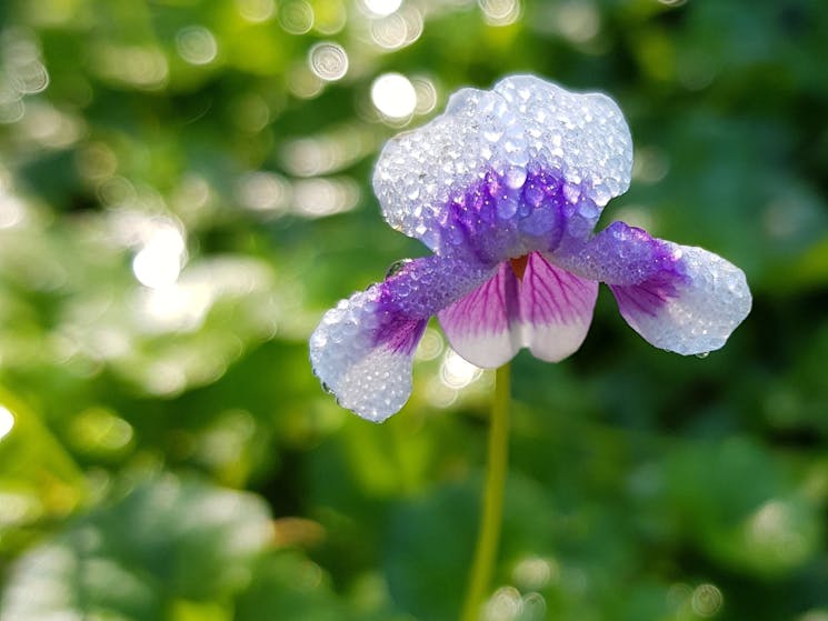 Native Viola