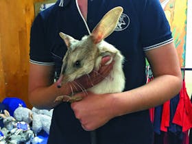 Bilby Experience, Charleville, Outback Queensland