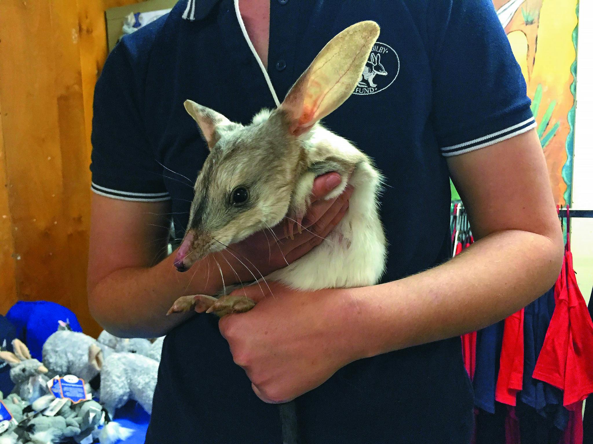 Bilby Experience, Charleville, Outback Queensland Bilby Experience, Charleville, Outback Queensland