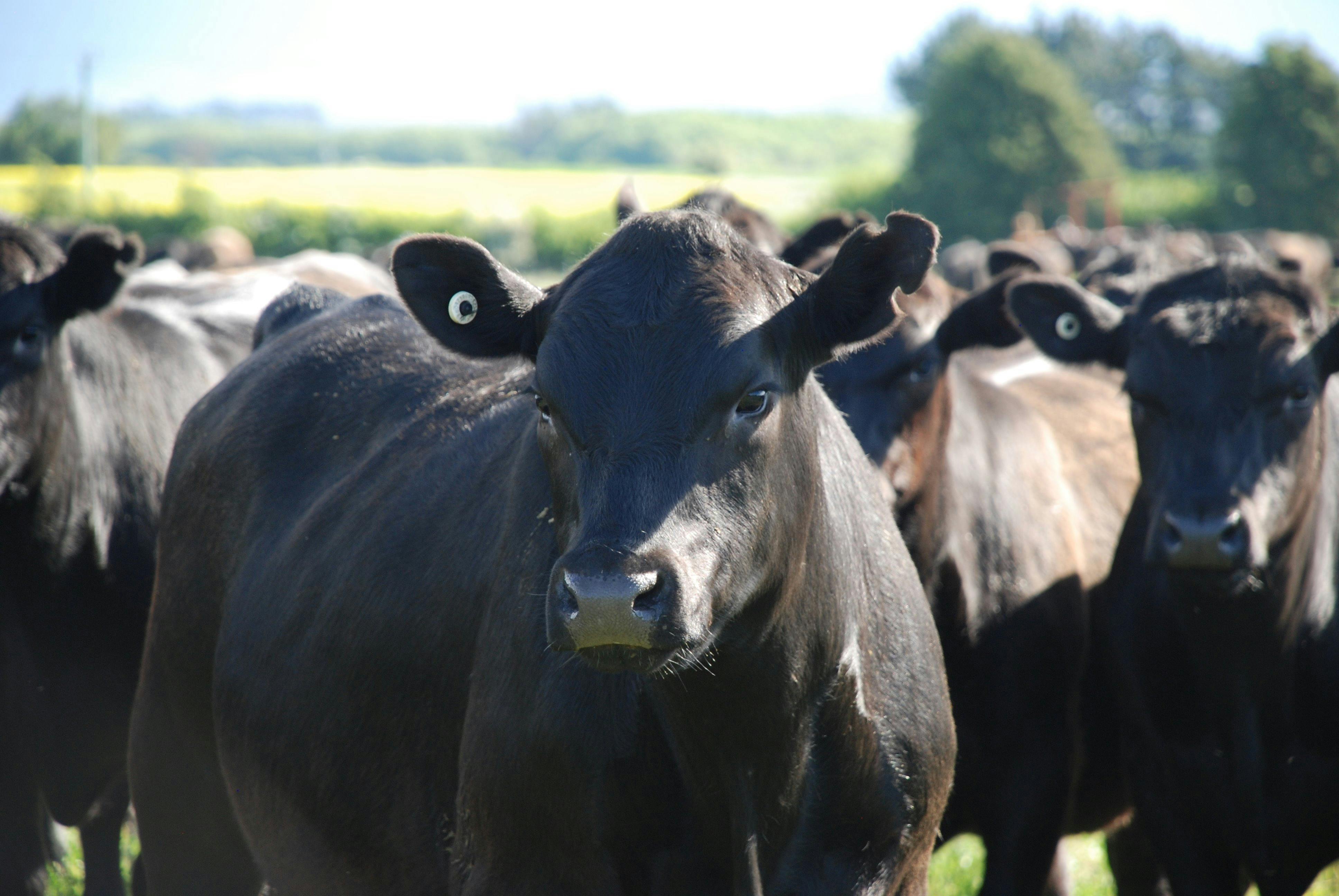 farmstay longford tasmania