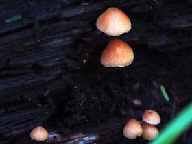 Fungi growing on log