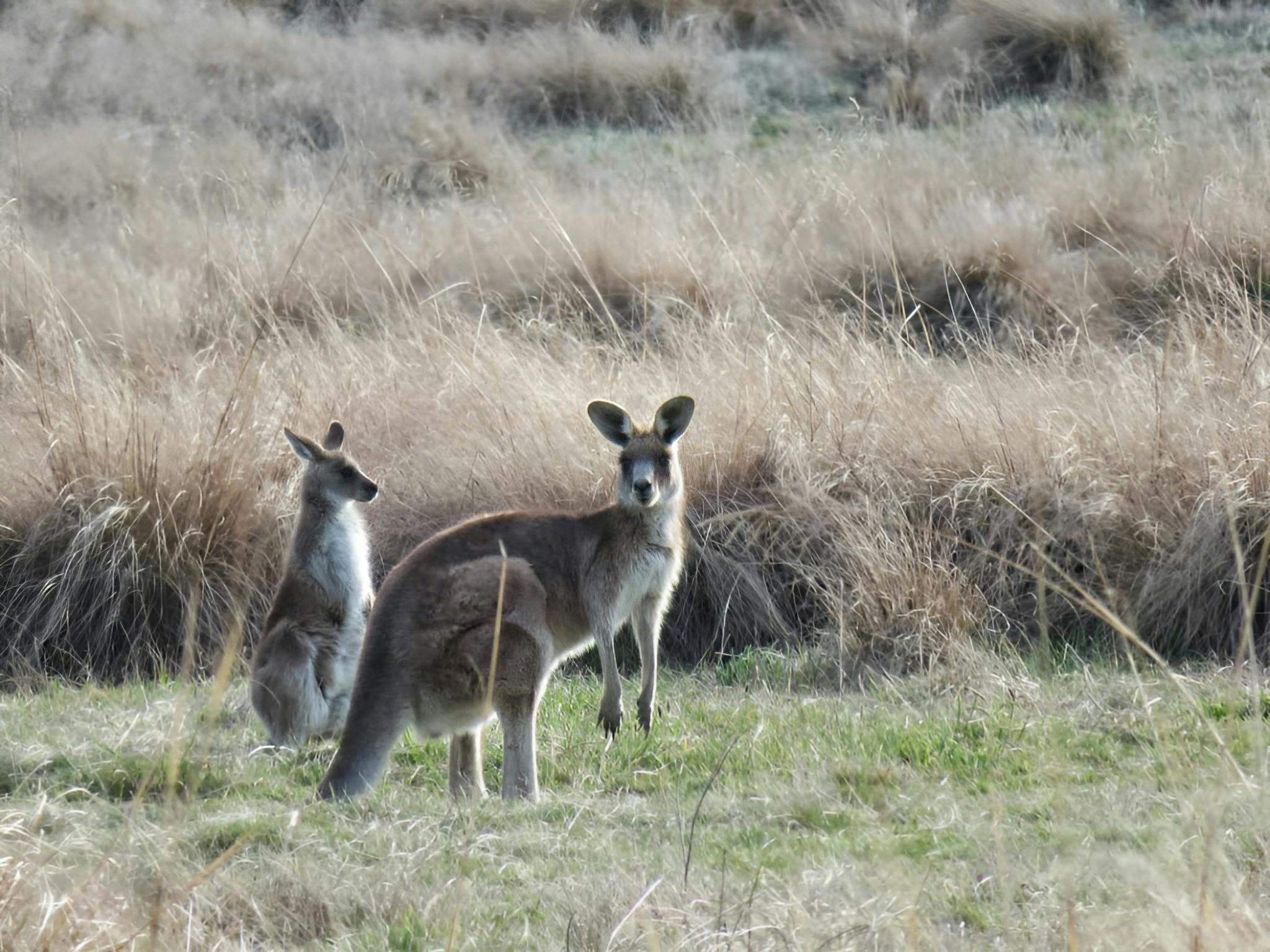 Wild kangaroos