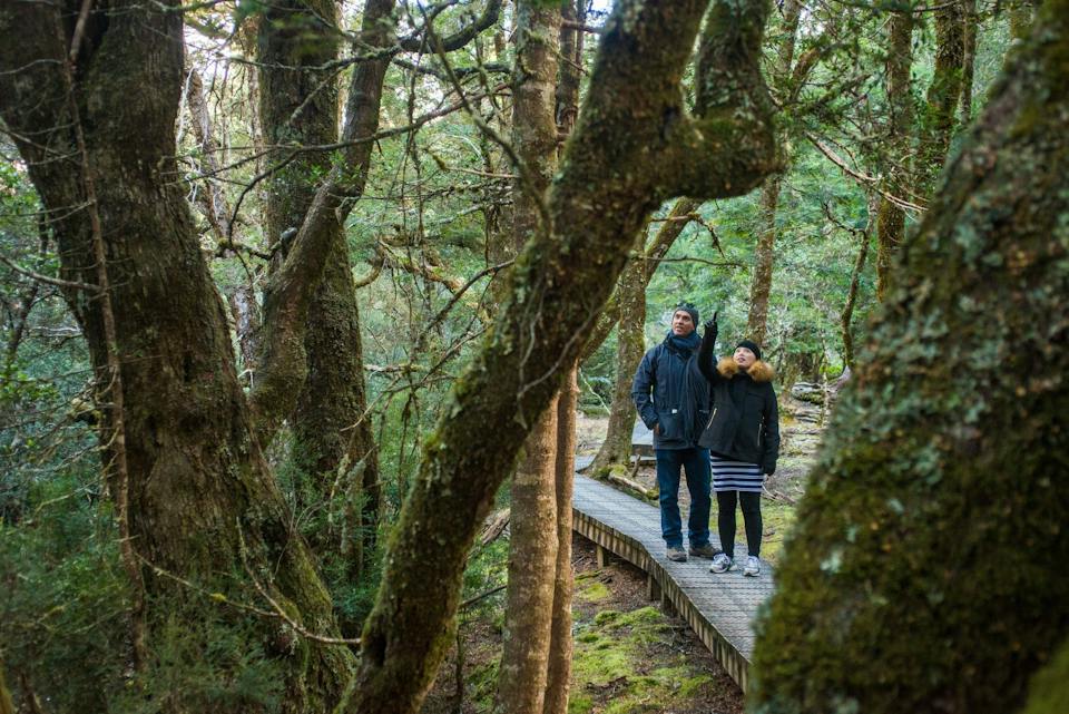 Enchanted Walk - Great Short Walk photo