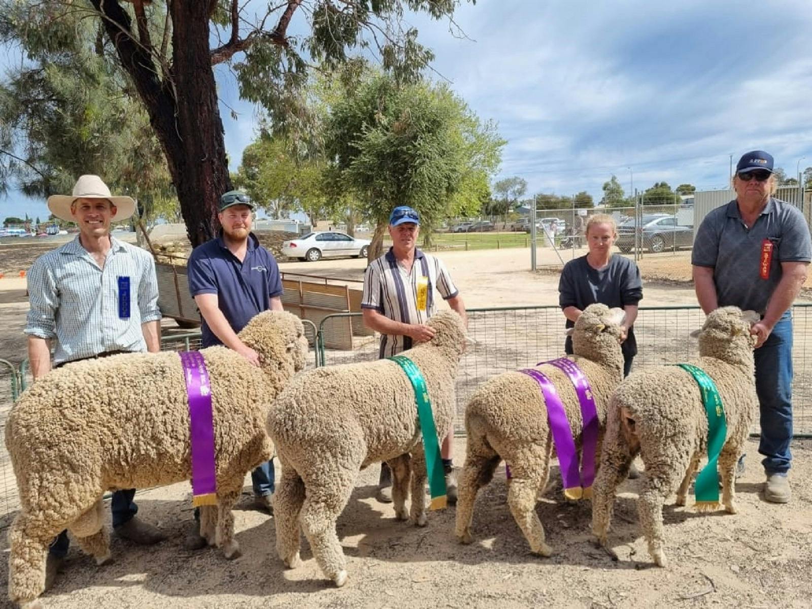 Sheep Judging