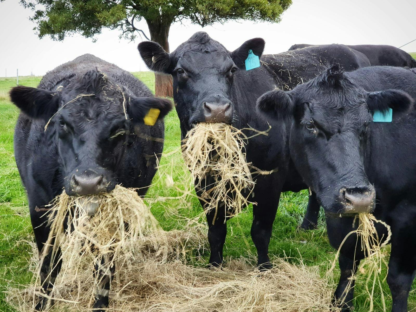 three black Angus cows eating hay in paddock