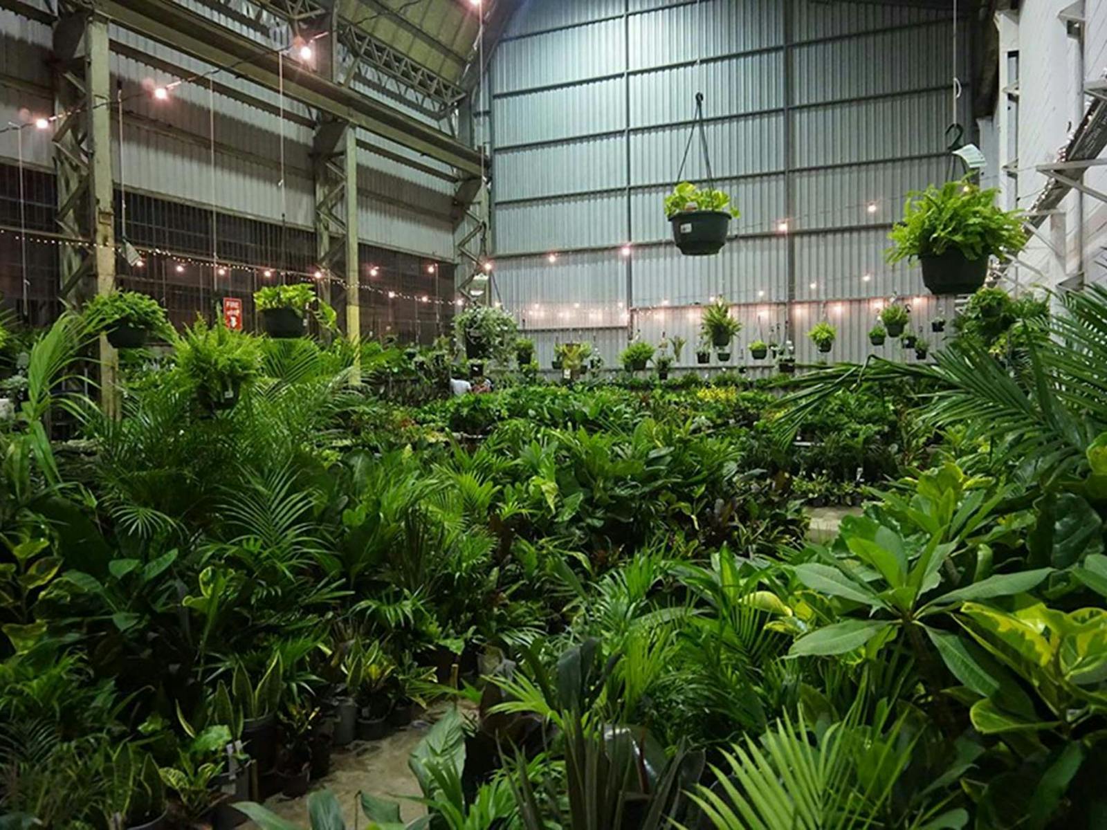 Image for Sydney - Huge Indoor Plant Warehouse Sale - Tropicana Party