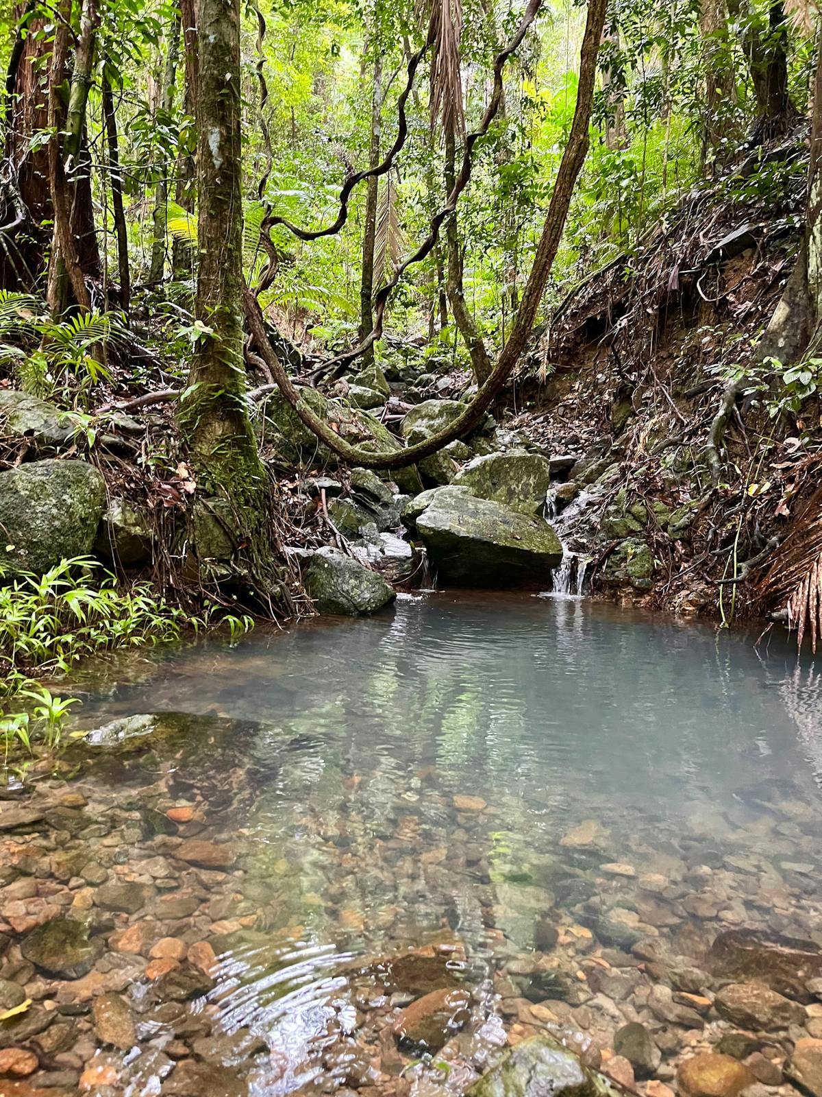A peaceful rainforest watering hole at Mist fresh mountain water and lush greenery = rainforest