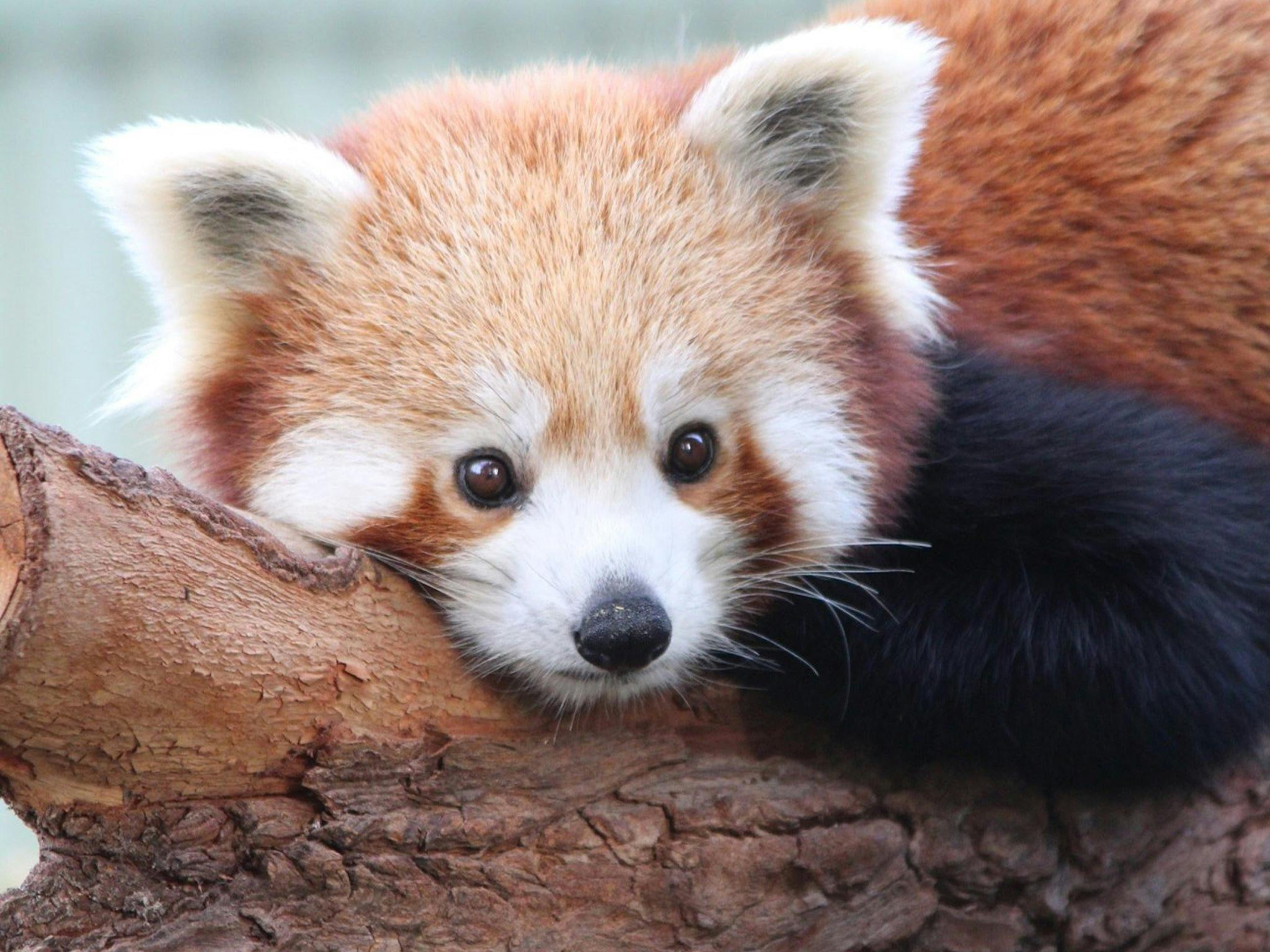 Why not book a Red Panda Encounter